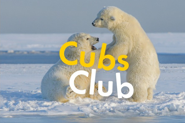 Two polar bear cubs playing in snow with the text "Cubs Club"