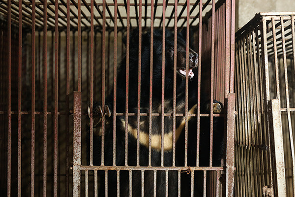 Bear bile wildlife not medicine