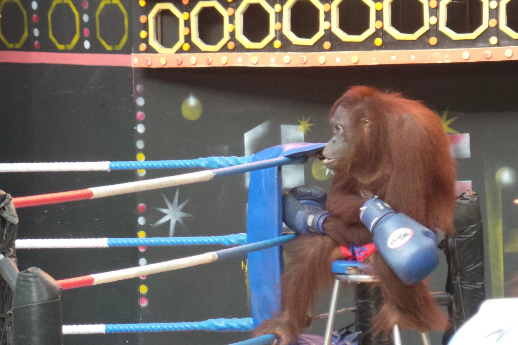 The Cruelty behind Orangutan Boxing