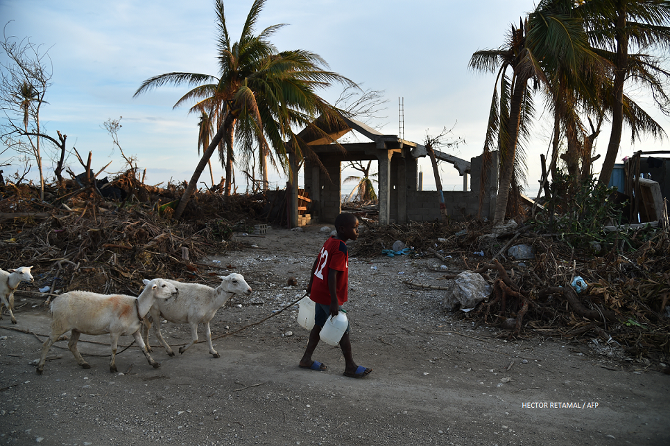 What we're doing to help animals in Haiti