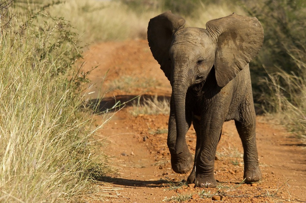 More than 100 travel companies commit to be elephant-friendly