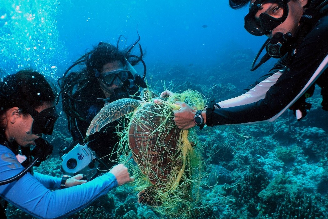UN report finds more sea animal species harmed by marine debris