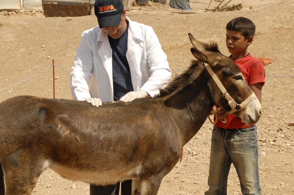 Palestine Wildlife Society (PWLS) run mobile clinics to treat working equines in Palestine.
