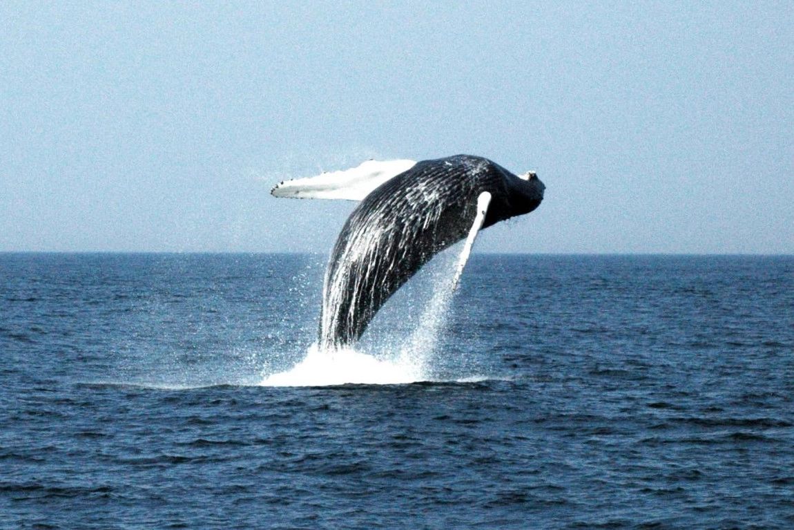 A humpback whale breaching