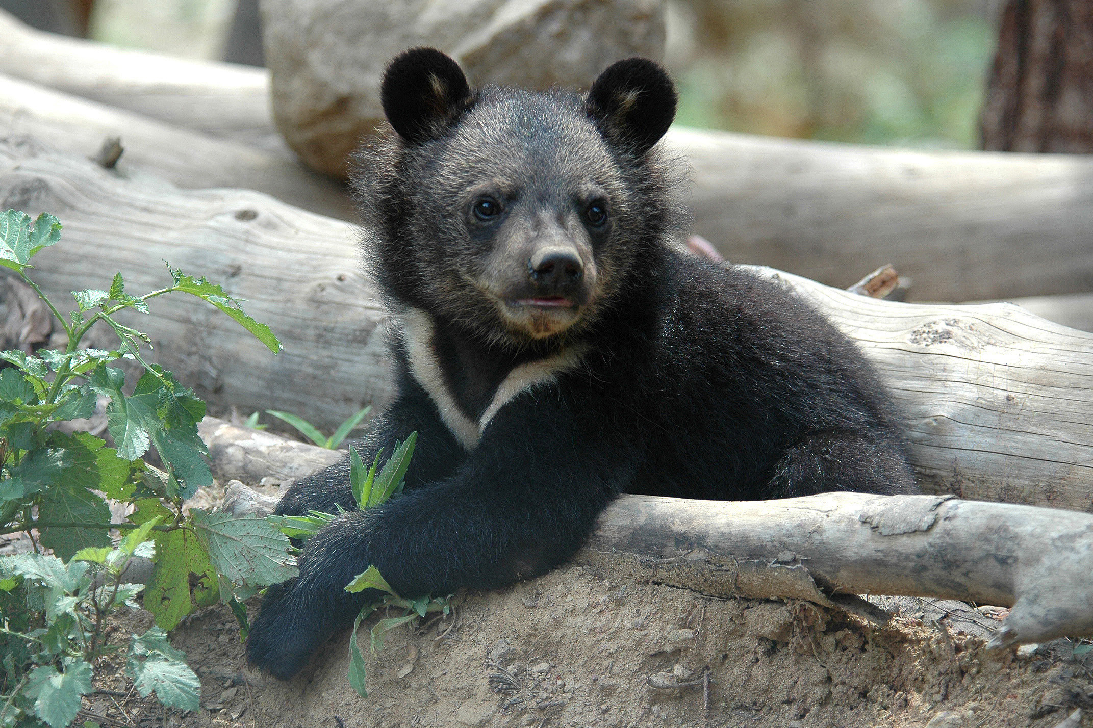 Ending the bear bile industry