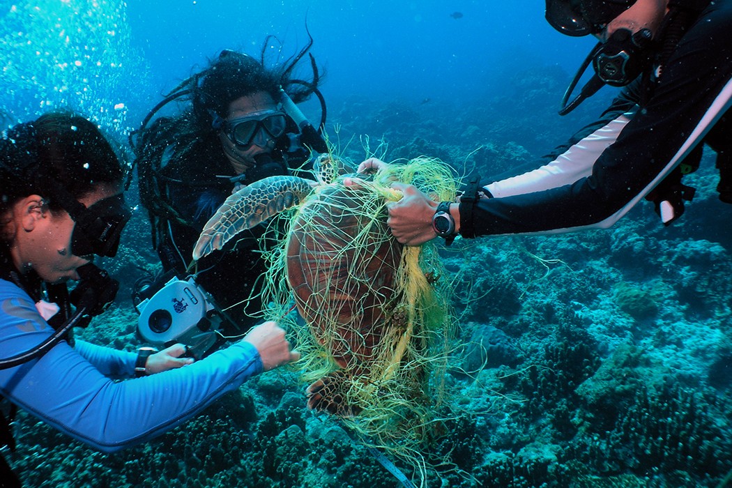  Three biologists on a coral reef survey work to free a green sea turtle entangle in a fishing net, Tamuning, Guam, USA. David Burdick / Marine Photobank