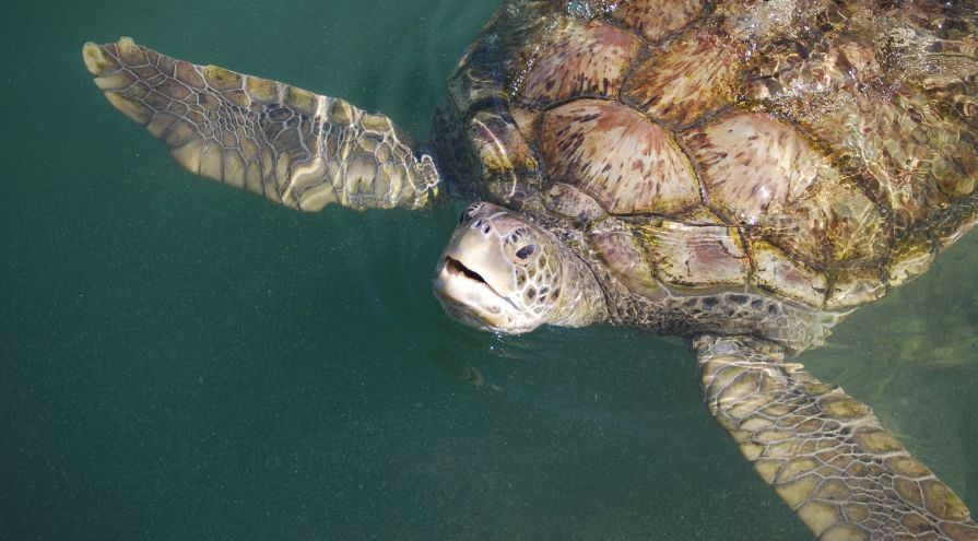 Sea turtles at the Cayman Island Turtle Farm