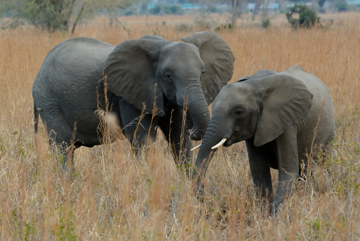 Protecting elephants in Tanzania