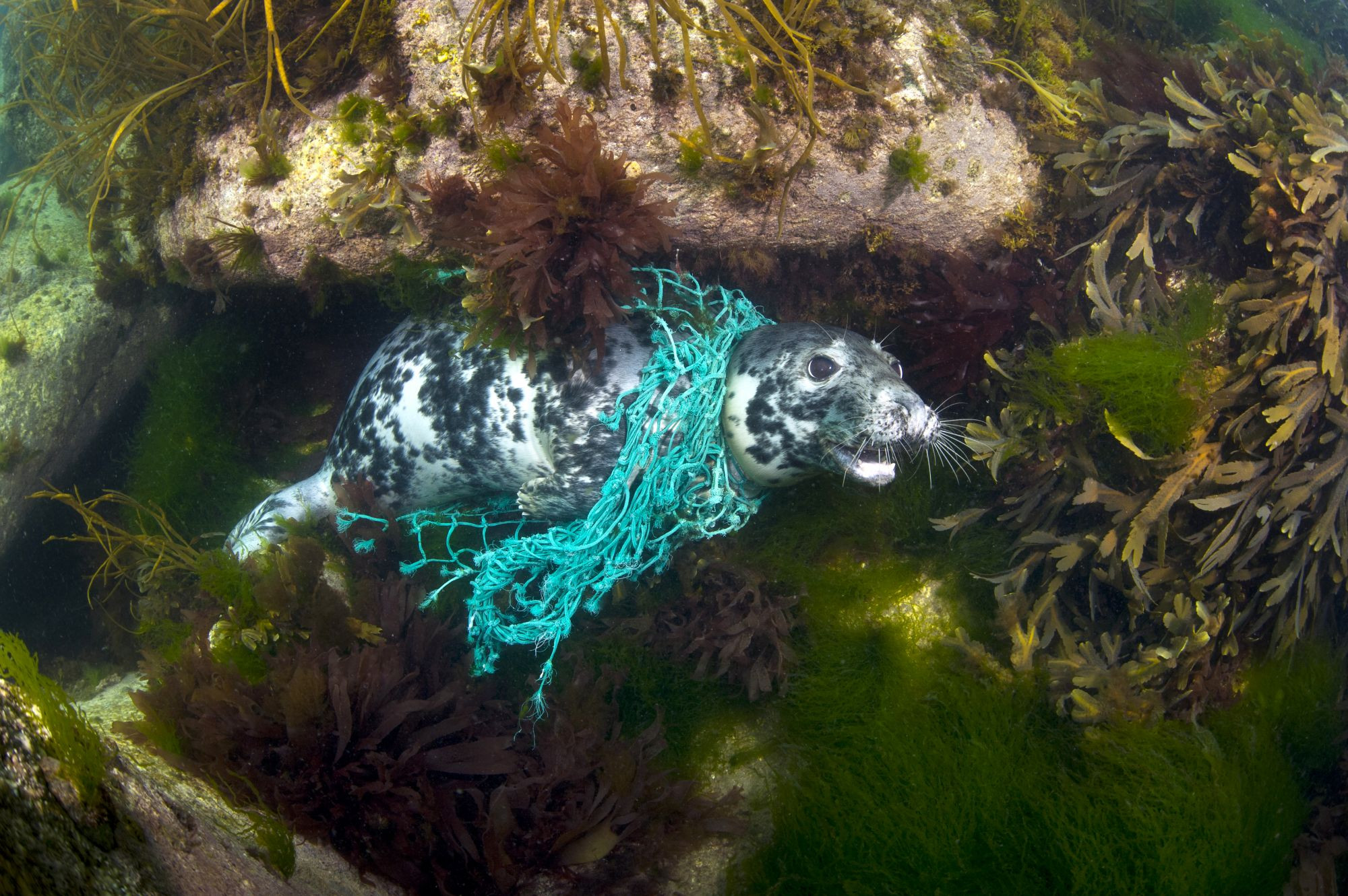 seal entangled in ghost gear