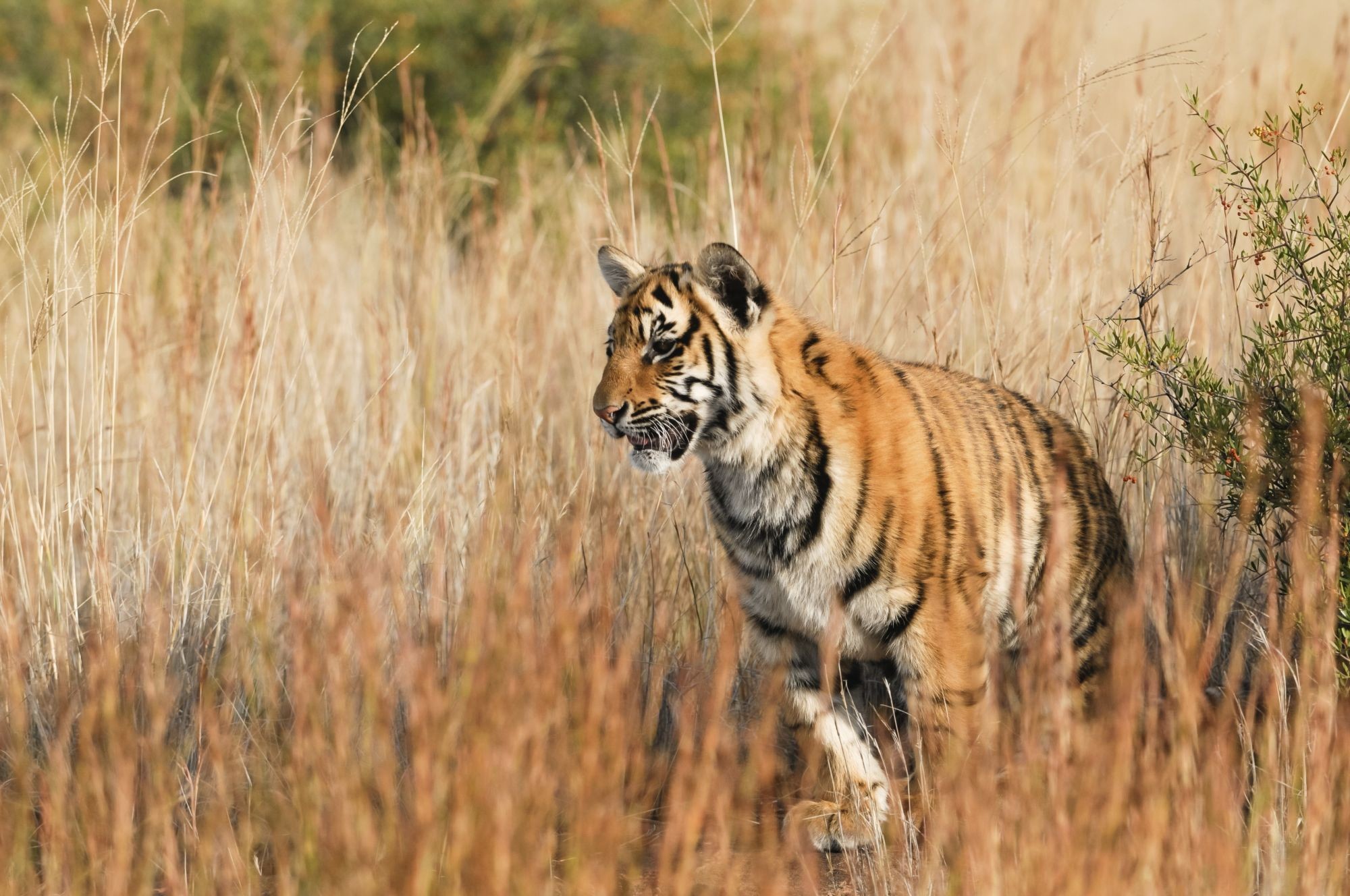 11 facts about tigers in the wild and in captivity
