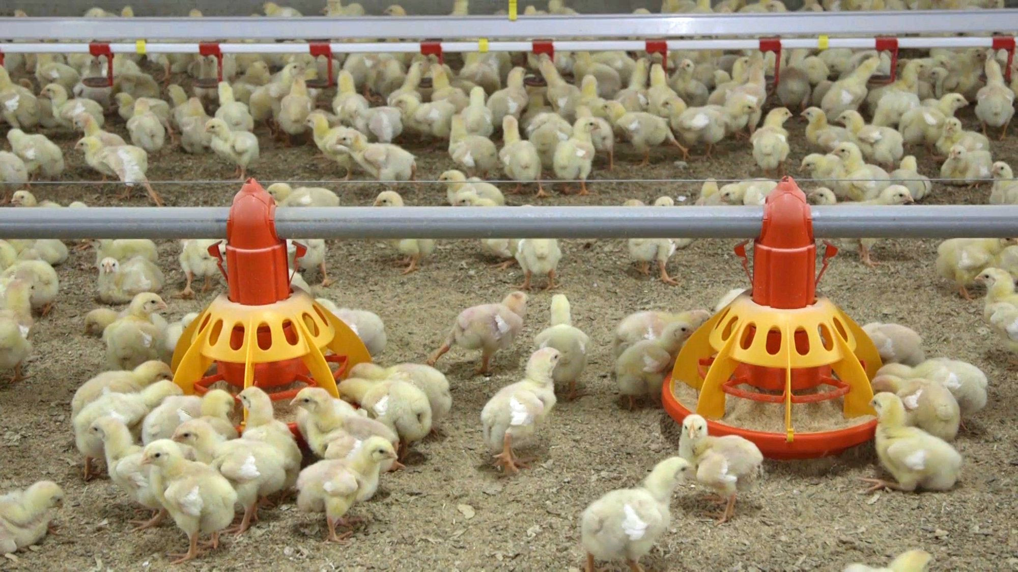 How are global food brands protecting farm animals?