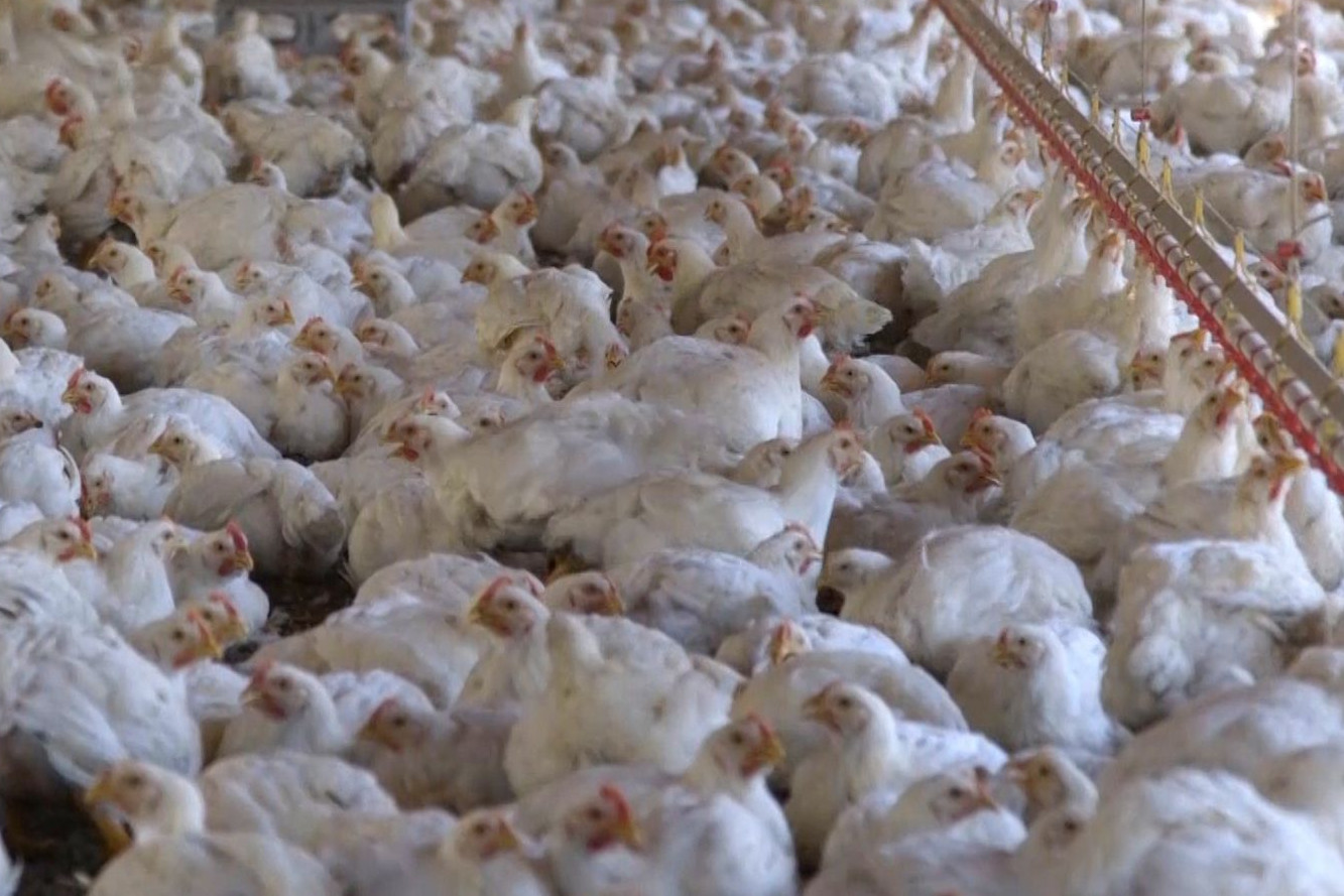 43 day broiler chickens in a caged farming system - World Animal Protection - Change for chickens
