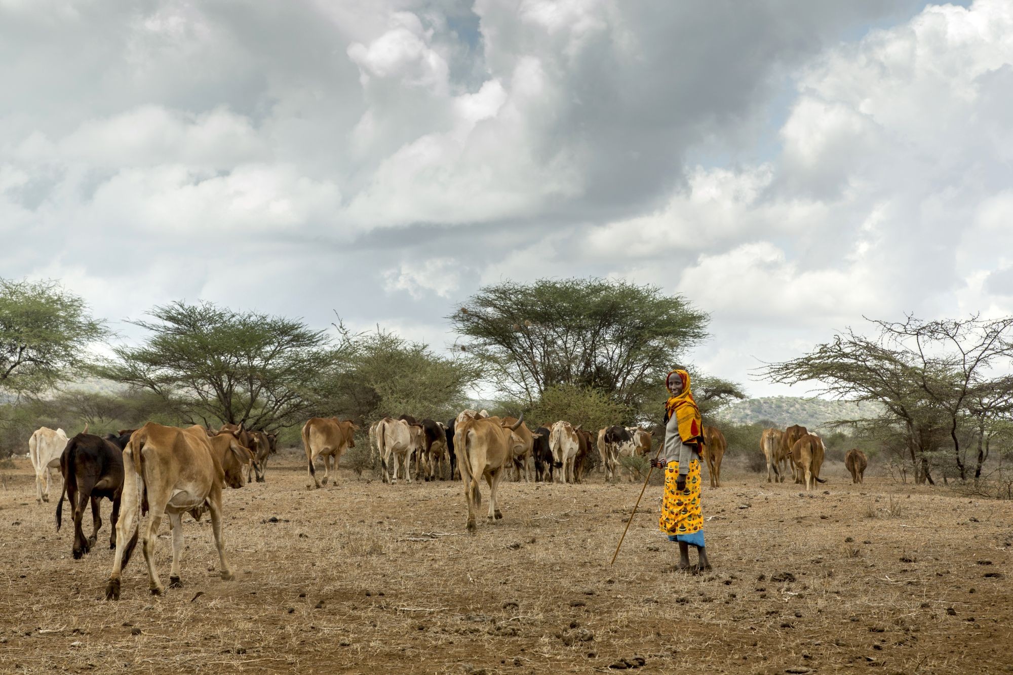 A maasai woman with her cows in Kajiado County, Kenya