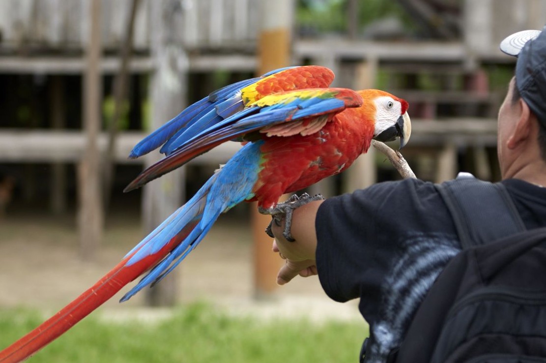 A bird being held by a tourist for a photo opportunity.
