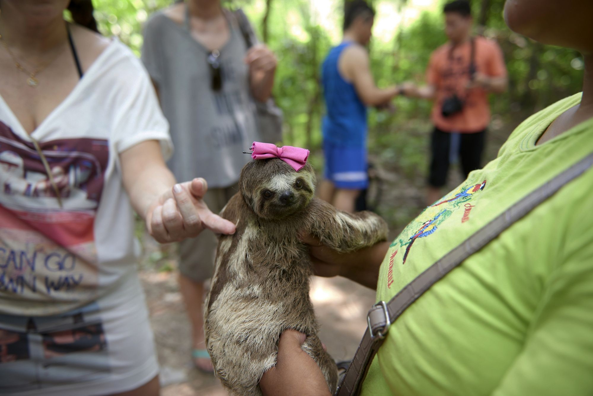Local sloths are taken from the wild and used for harmful selfies with tourists, in Manaus, Brazil