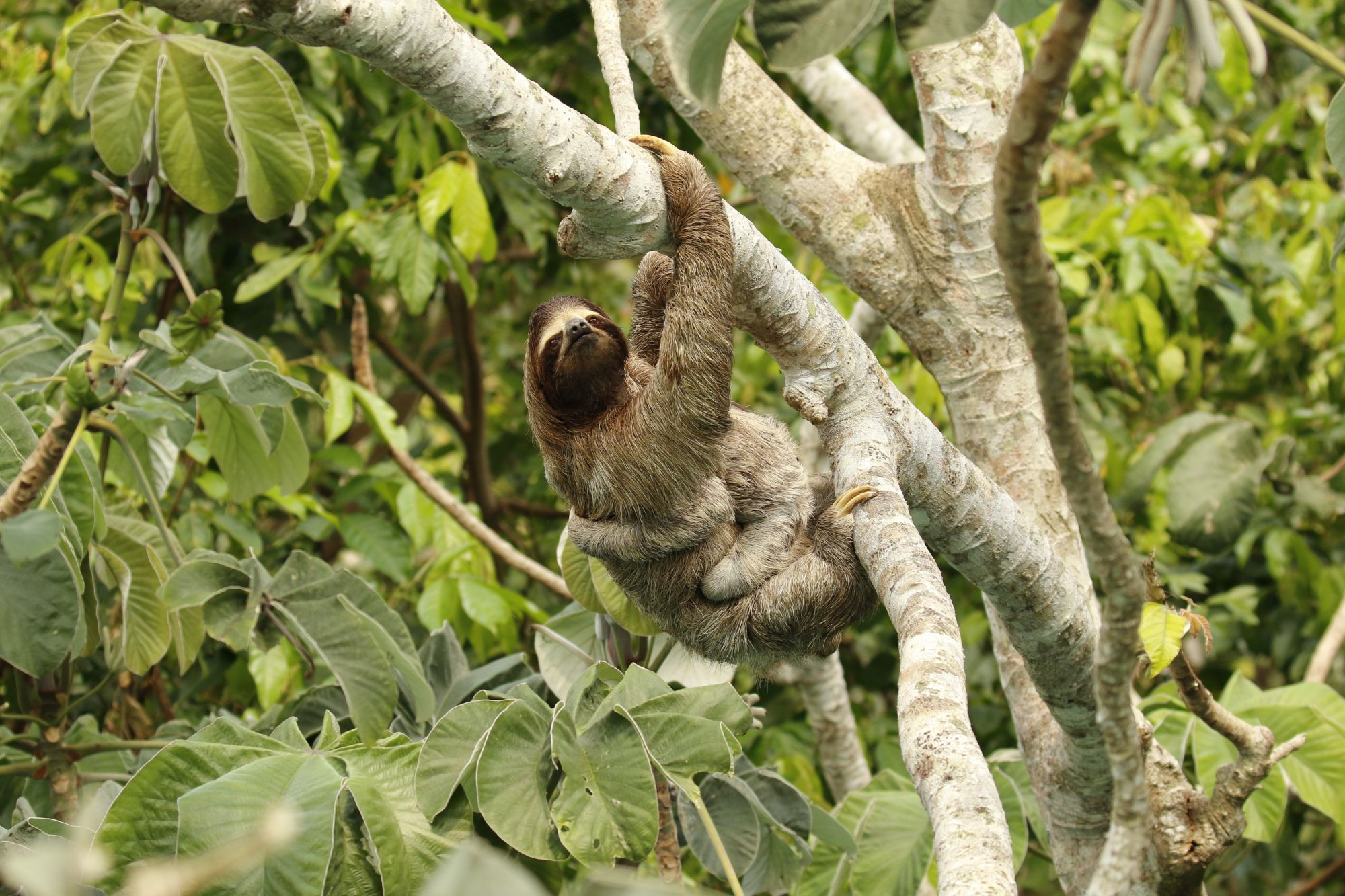 Wild sloth