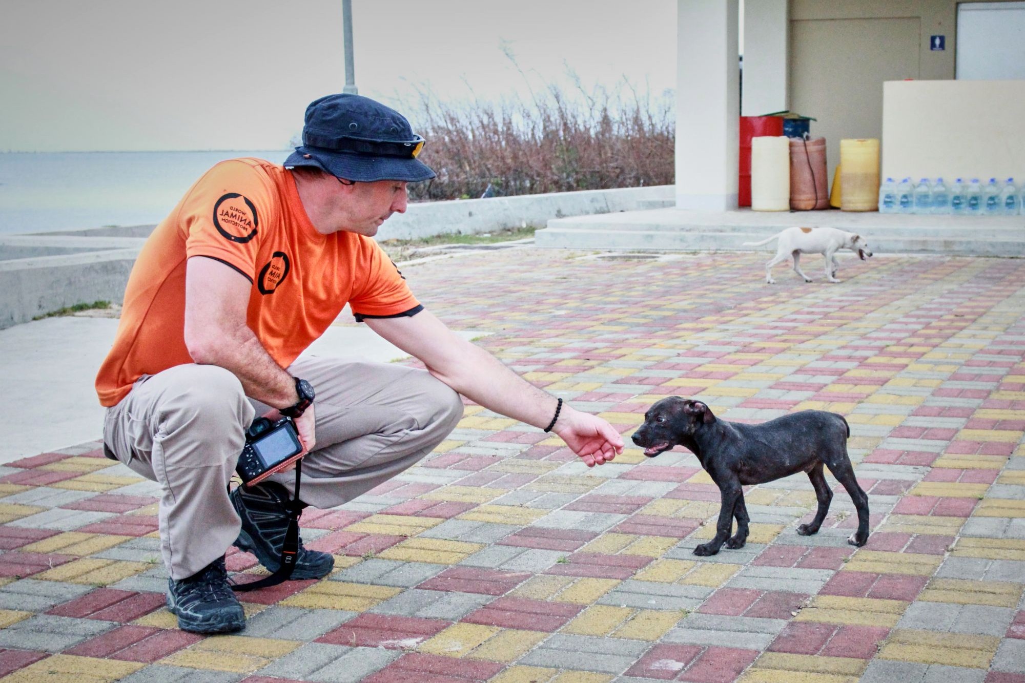 Steven Clegg, disaster response manager for World Animal Protection reaches out to a puppy