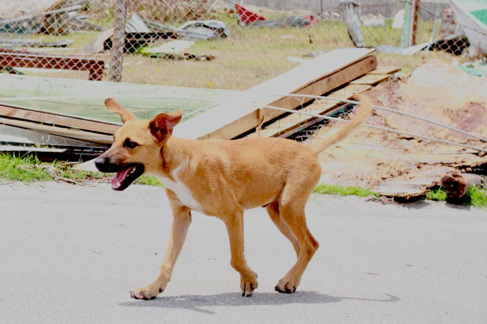 one of the local dogs our team found in Barbuda - Hurricane Irma relief work - World Animal Protection