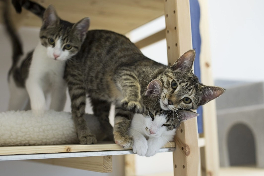 Pictured: Cats at a shelter we support