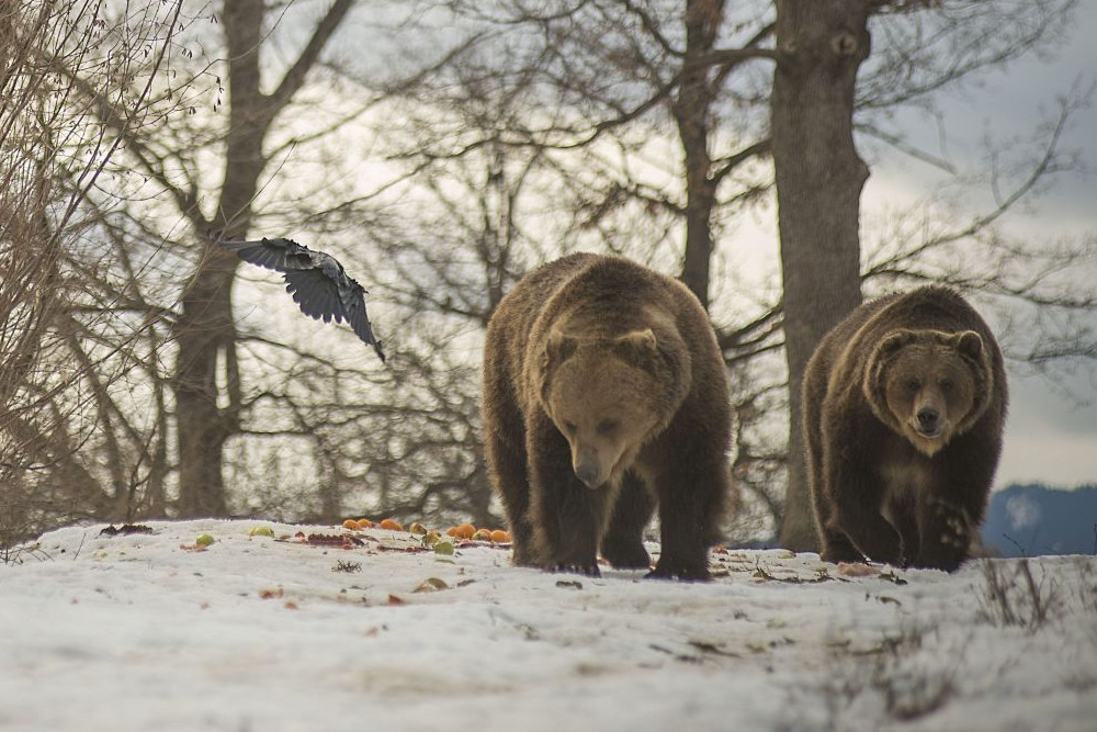 2 rescued bears walking in the Romanian bear sanctuary