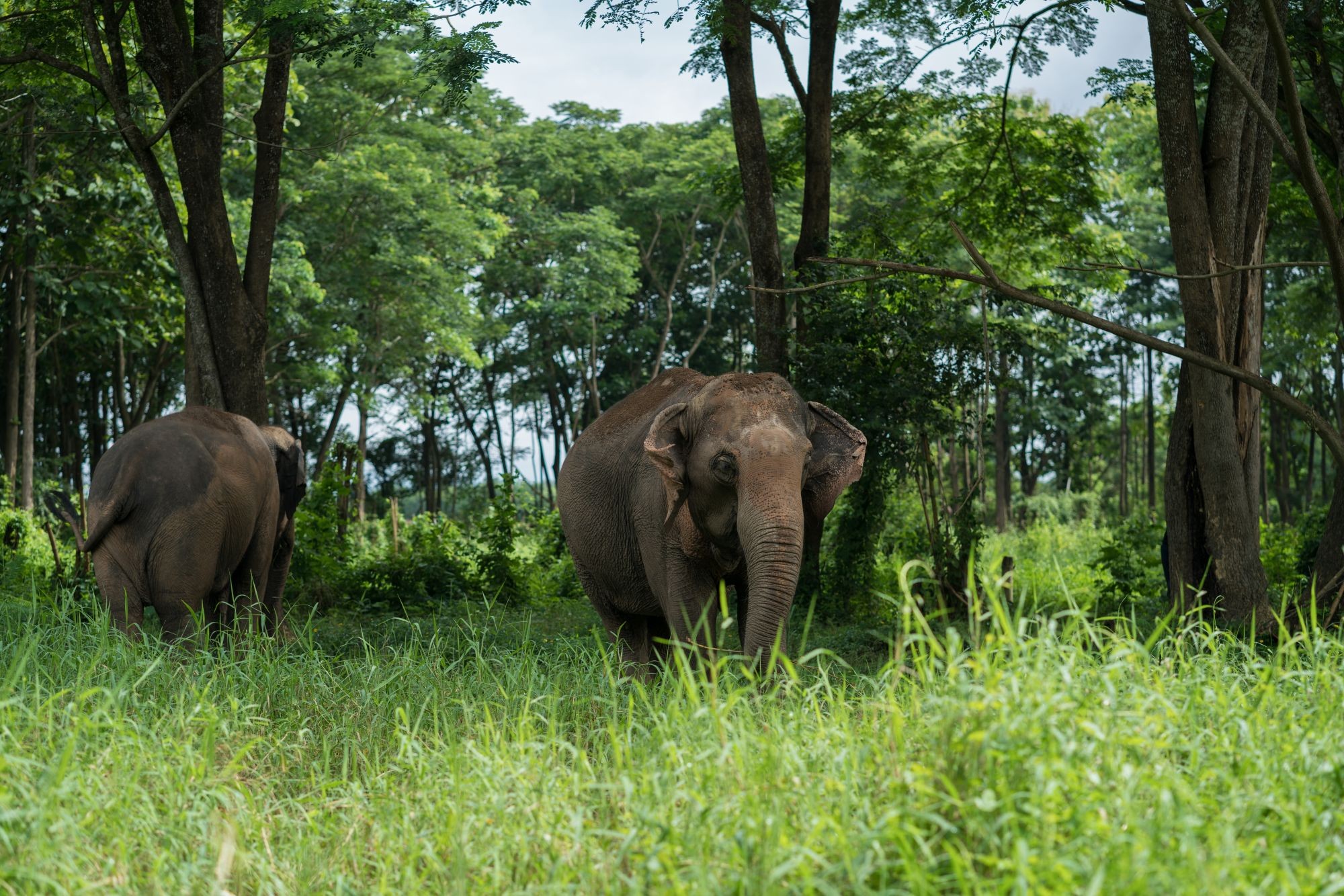 Here’s how you can support the first elephant-friendly elephant camp