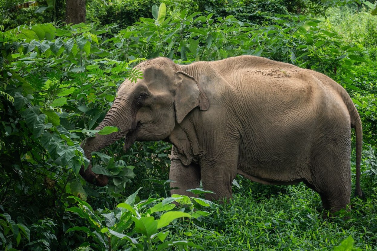 Elephant in a sanctuary