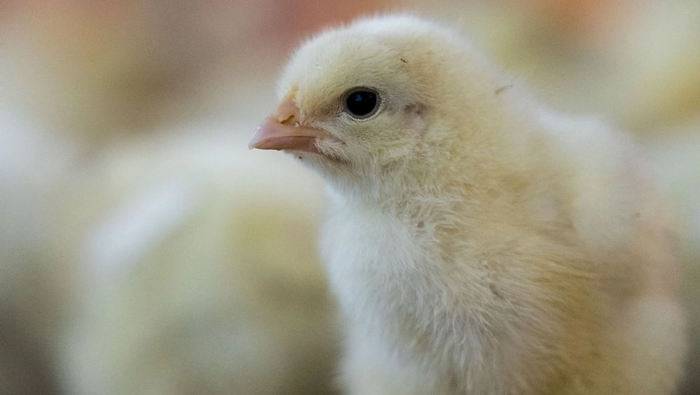 Higher welfare chicken farming is not as expensive as you thought