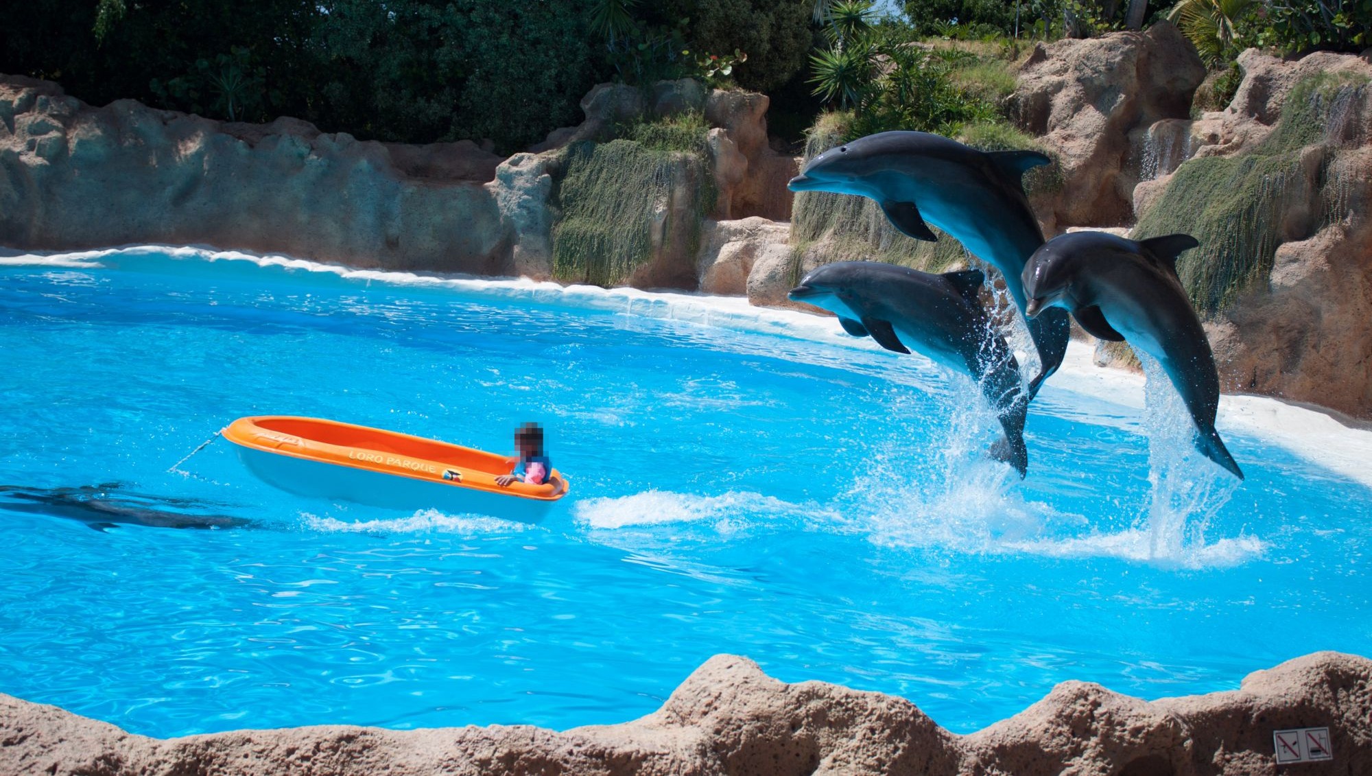 5 reasons you should never swim with dolphins on vacation