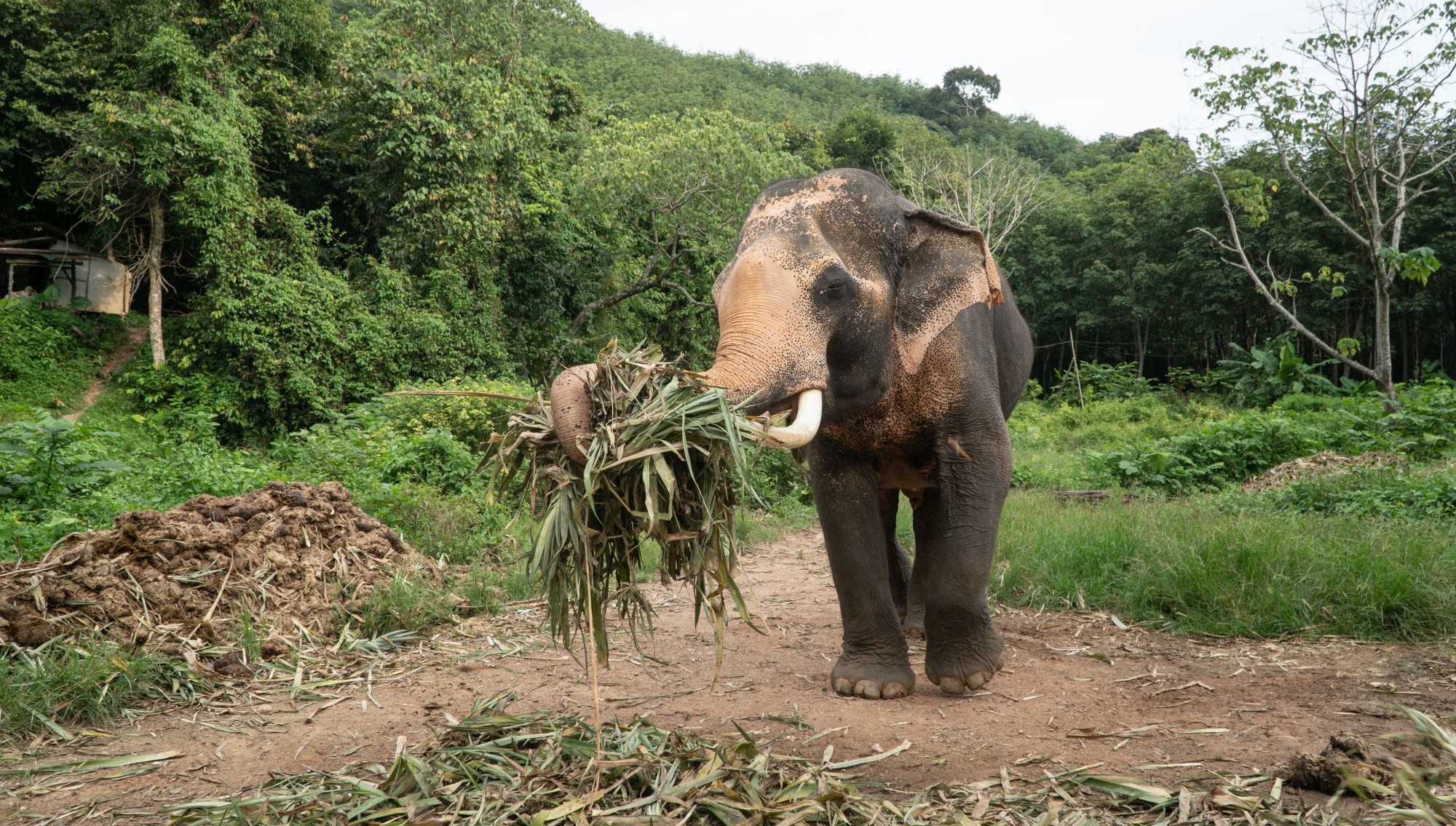 End of the ride: Thailand’s changing attitude to captive elephant tourism