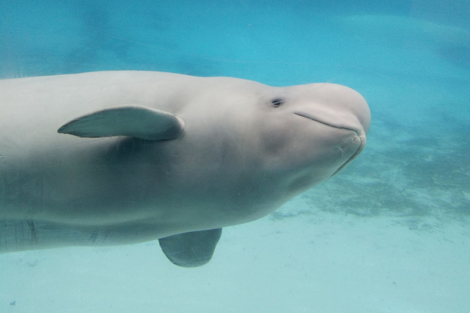Help stop the exportation of beluga whales