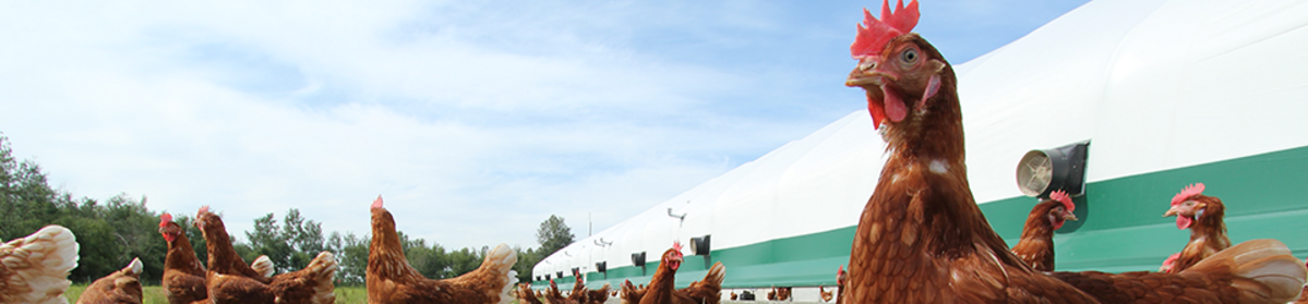 Pass the Dust: the dirt on how hens keep it clean