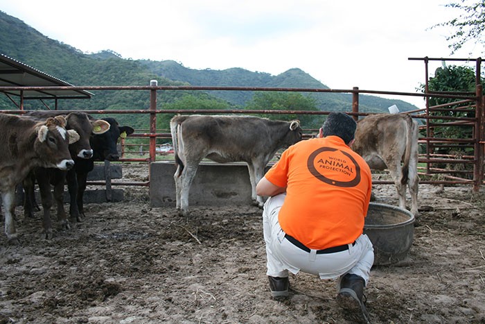 Cattle being examined by our disaster response team 