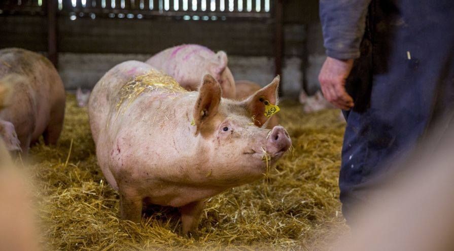 World Animal Protection and Nestle work together to protect farm animals