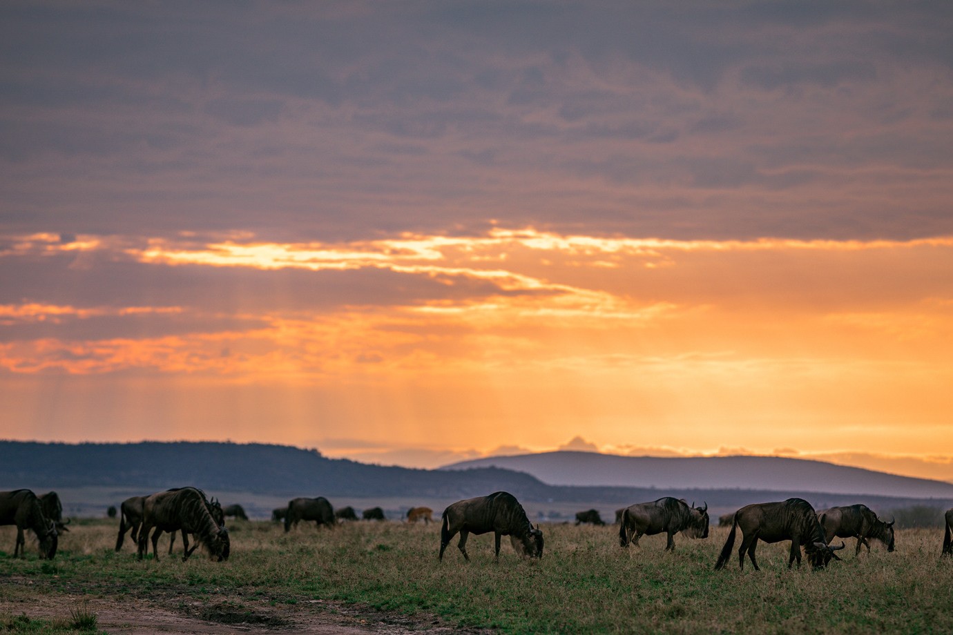 Herd of wild animals grazing on grass during a sunset