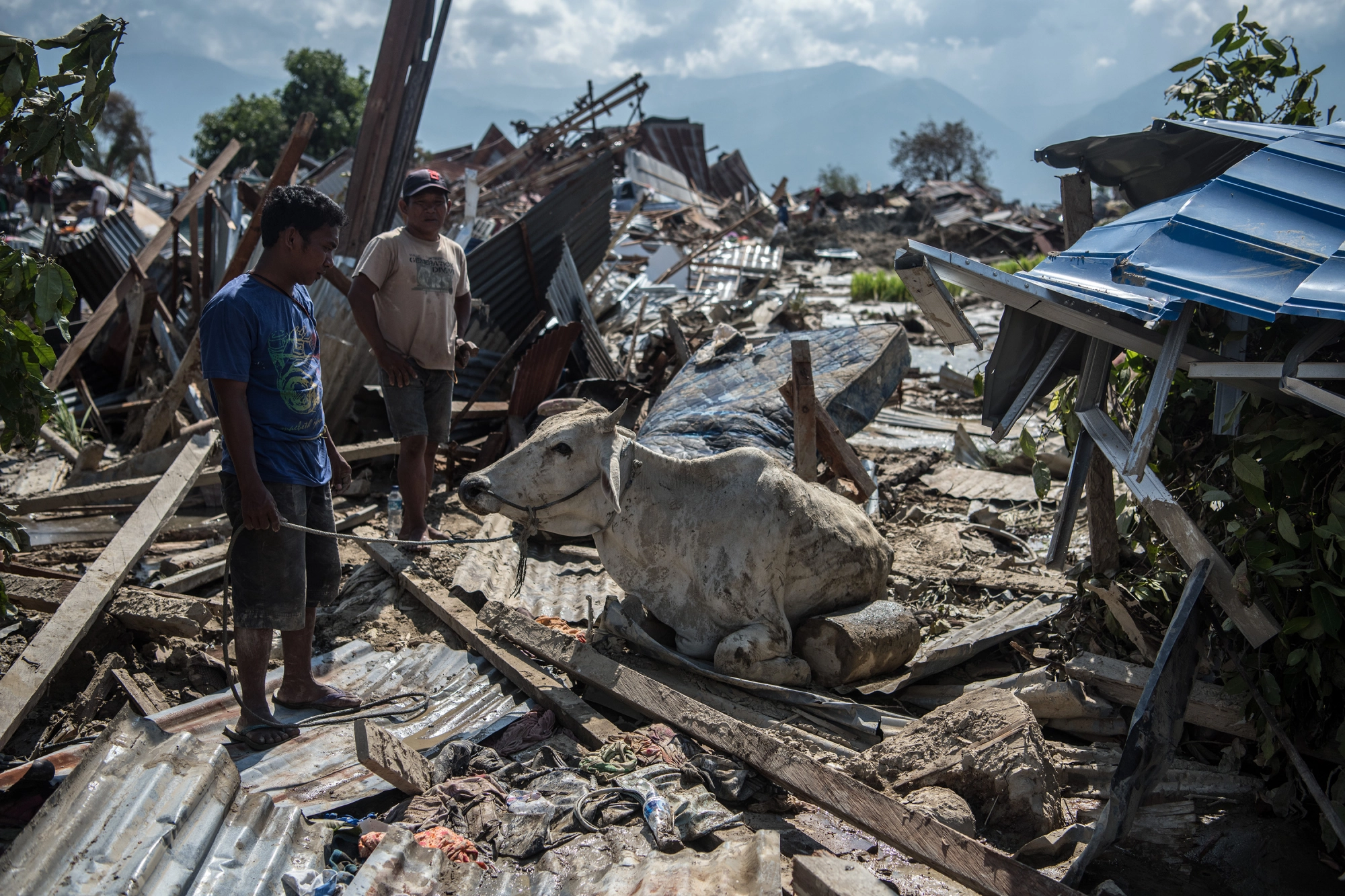 People try to move a cow as it sits in the rubble of destroyed buildings following an earthquake, 2018 in Palu, Indonesia