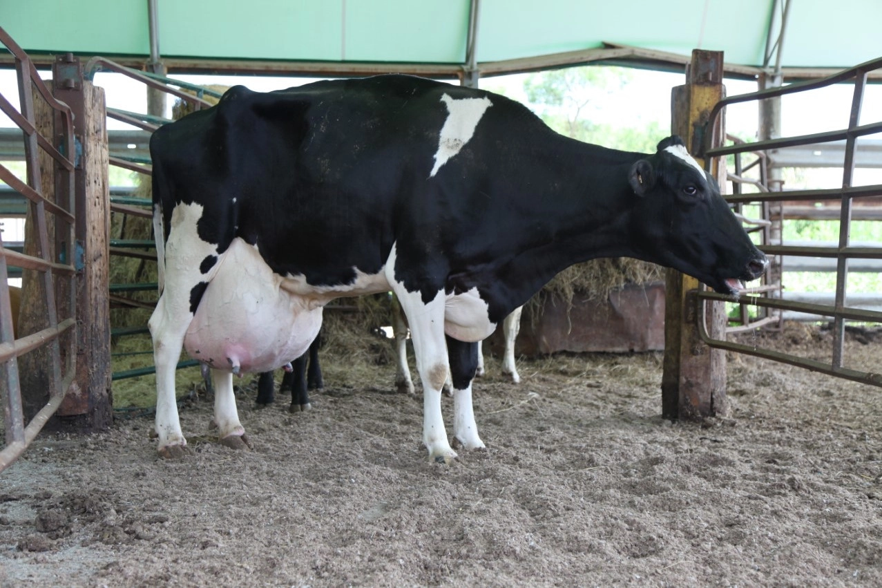 A cull dairy cow at an auction in Ontario.