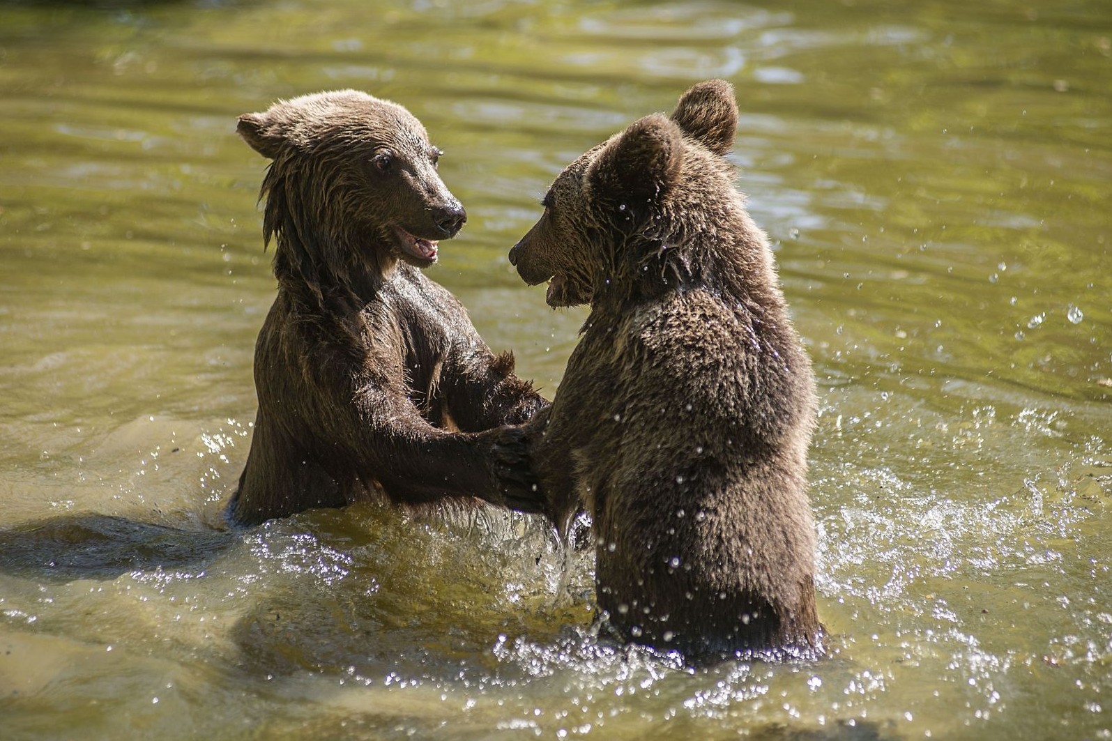 Two bears play in water at the Romanian bear sanctuary