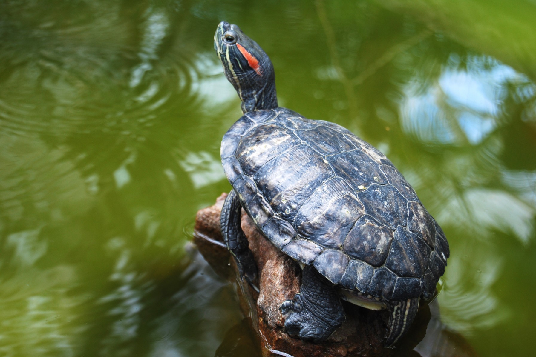 A red eared slider turtle. Photo by iStock.