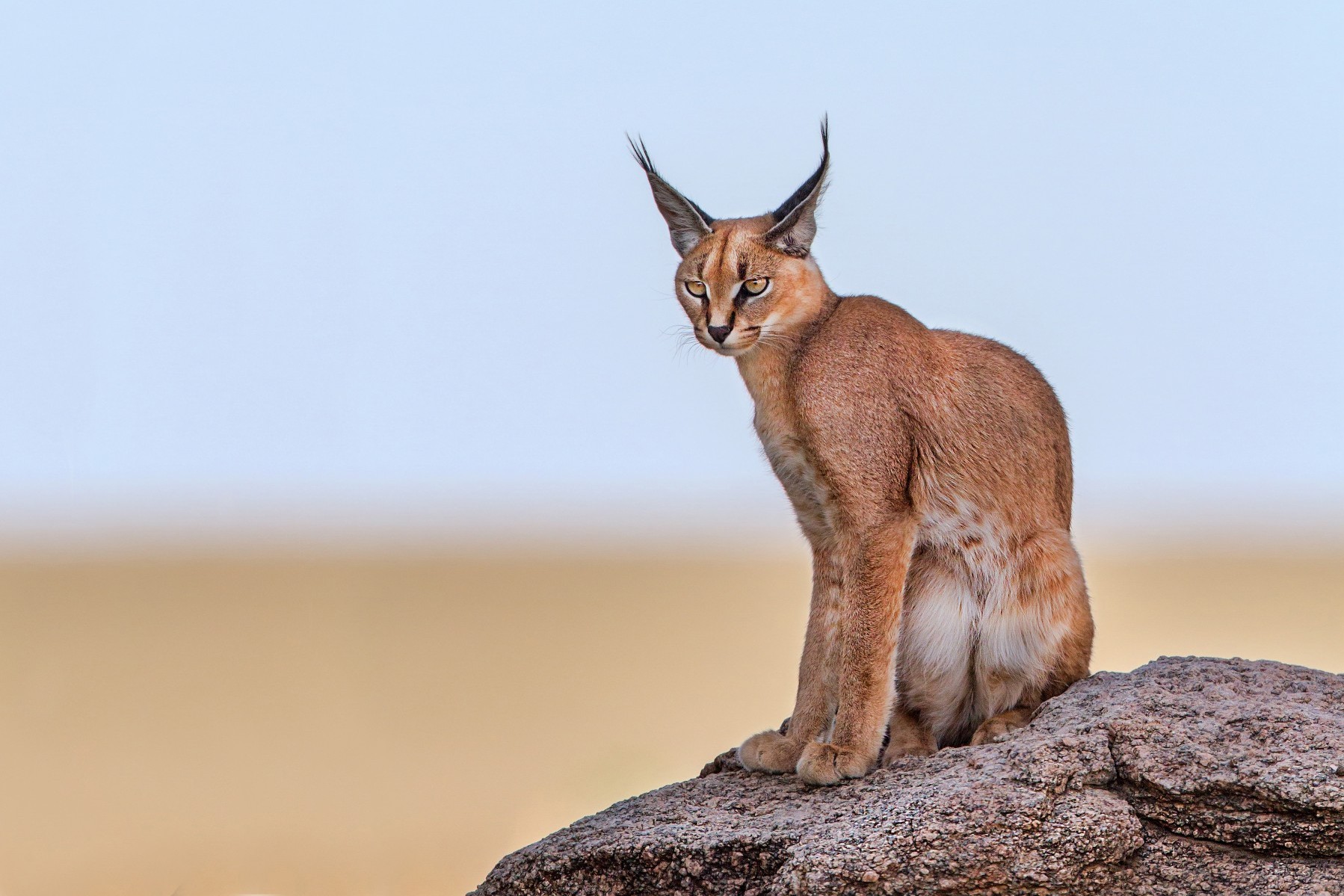 Pictured: A caracal in the wild.