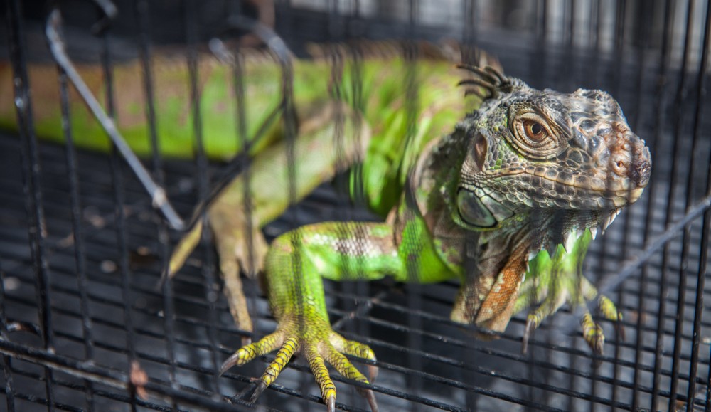 caged iguana
