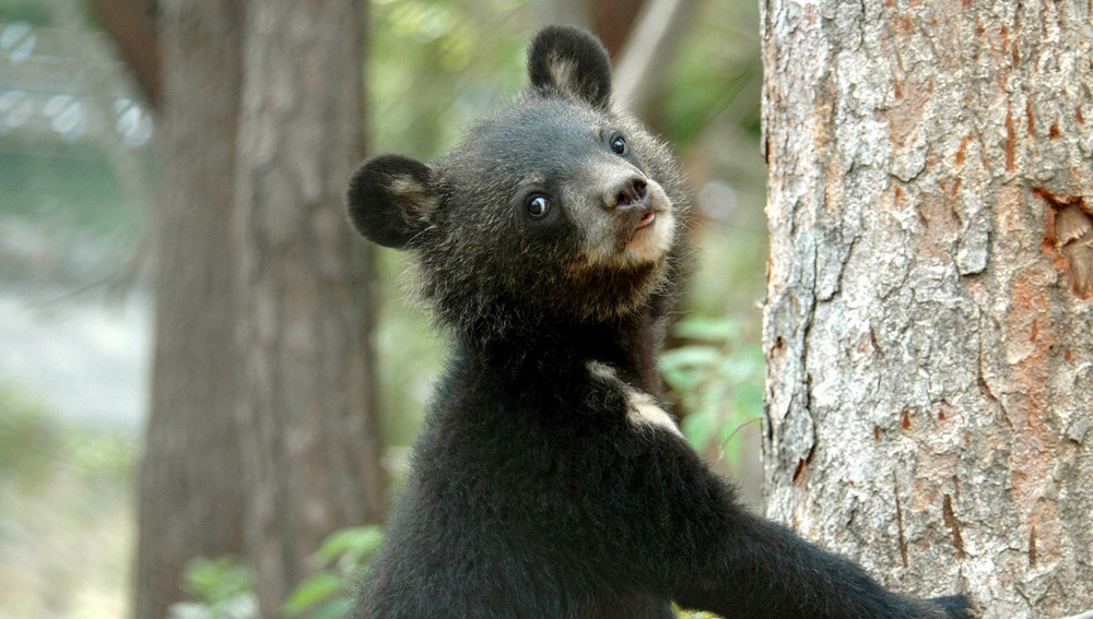 Moonbears like this cub, pictured at the Endangered Species Preservation Centre in South Korea, are commonly used in Asia for their bile.