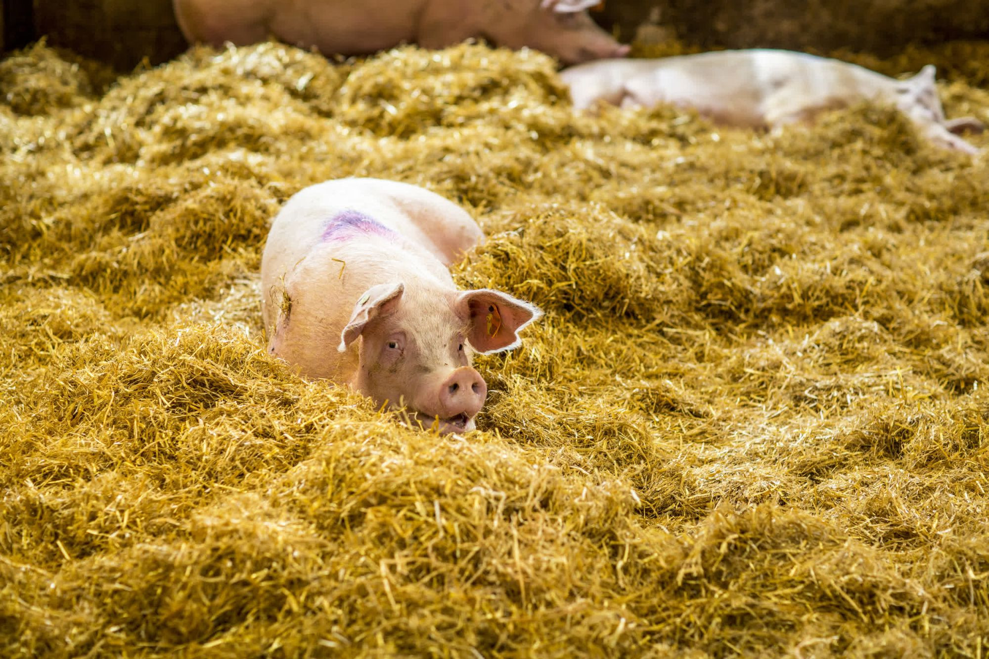 Pig in a higher welfare farm