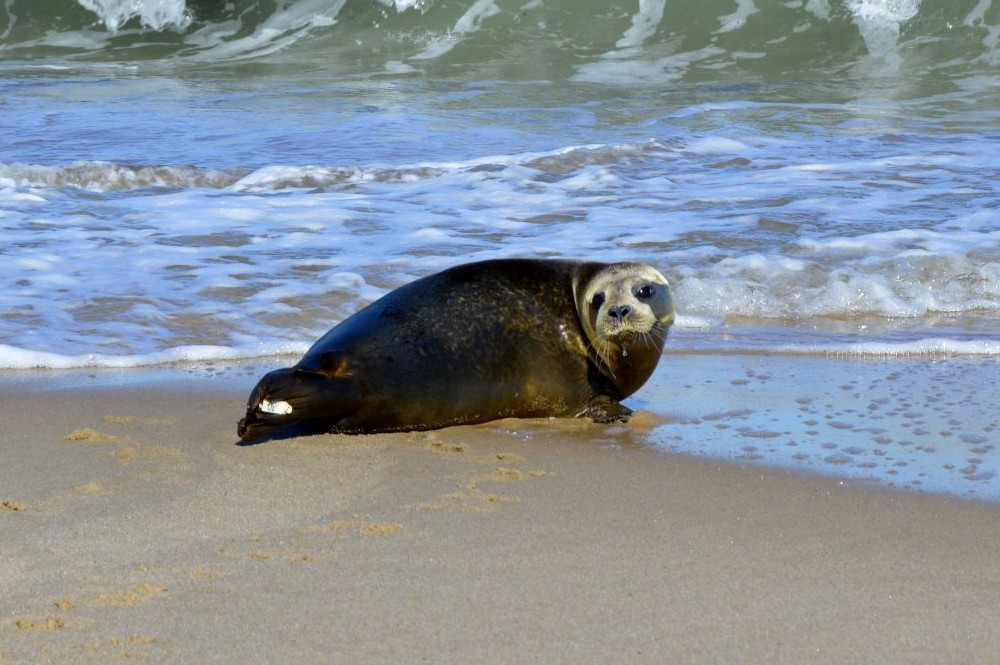 How plastic pollution is affecting seals and other marine life