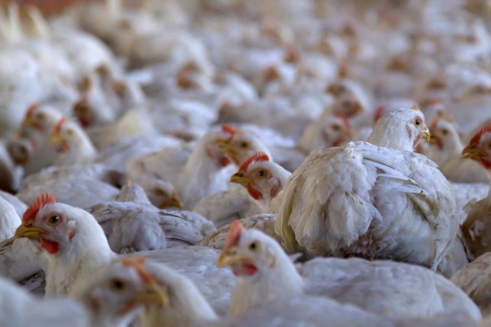 The Pecking Order: Chickens on a factory farm