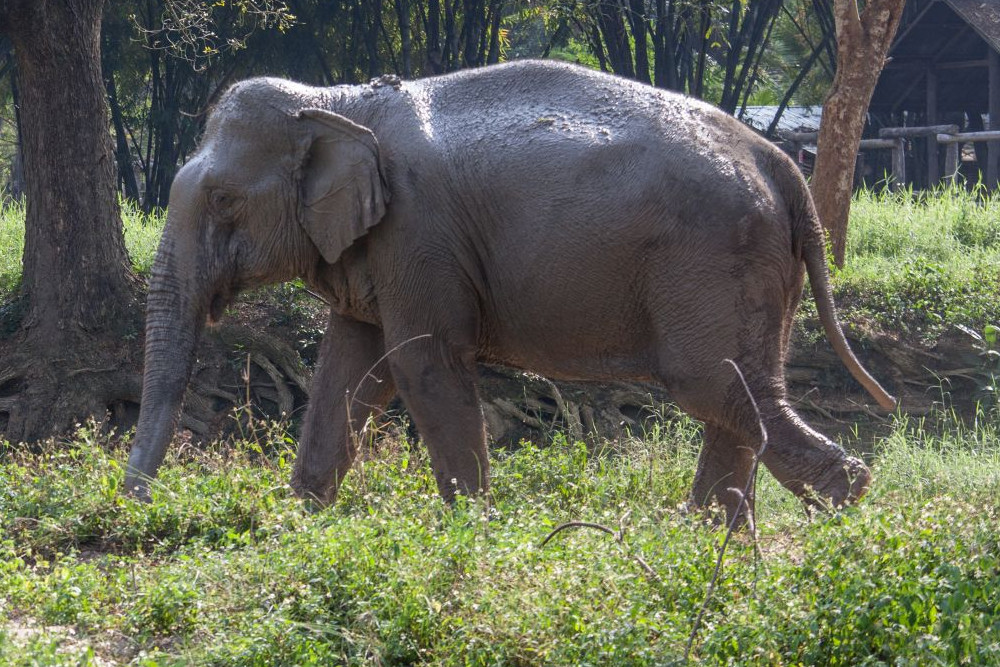 We’re working with local venues to make tourism in Thailand more elephant-friendly 