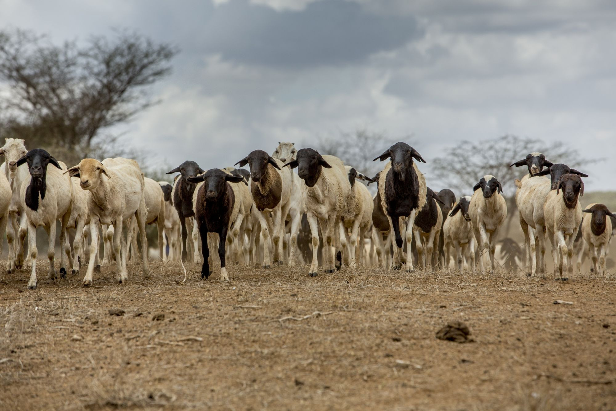 Livestock in Kajaido County, Kenya, where we've been assisting 80,000 animals suffering from an ongoing drought.