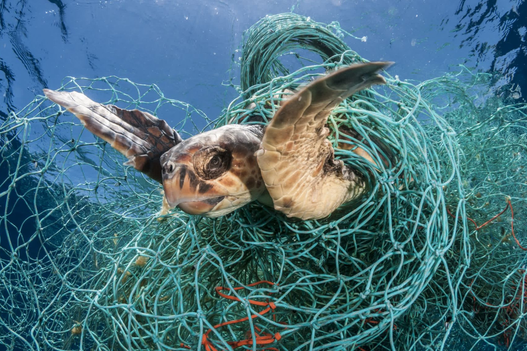 The deadliest catch: world’s biggest seafood companies can do more to address lost fishing gear - Sea Change - World Animal Protection