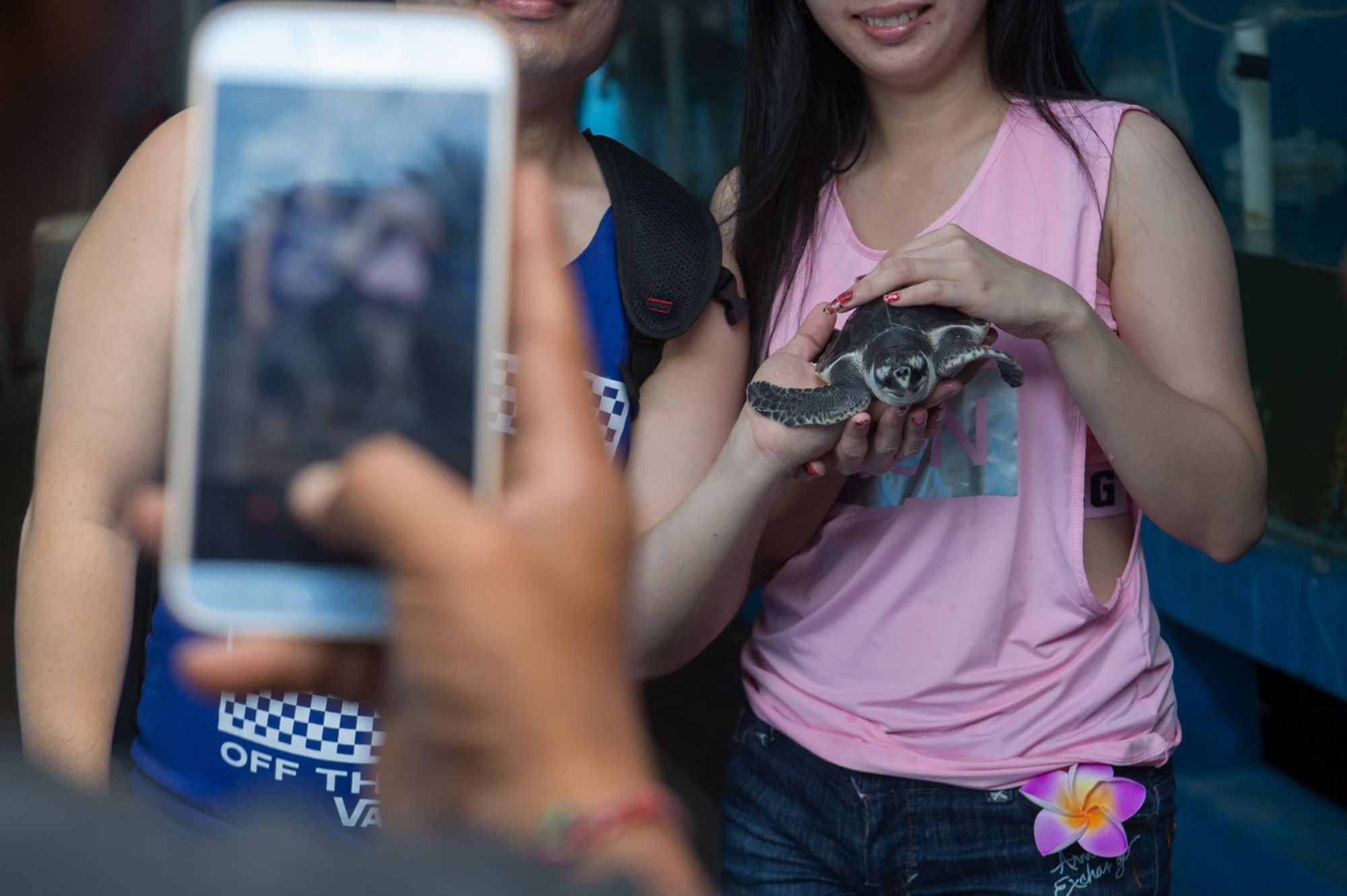 An turtle forced to pose with tourists