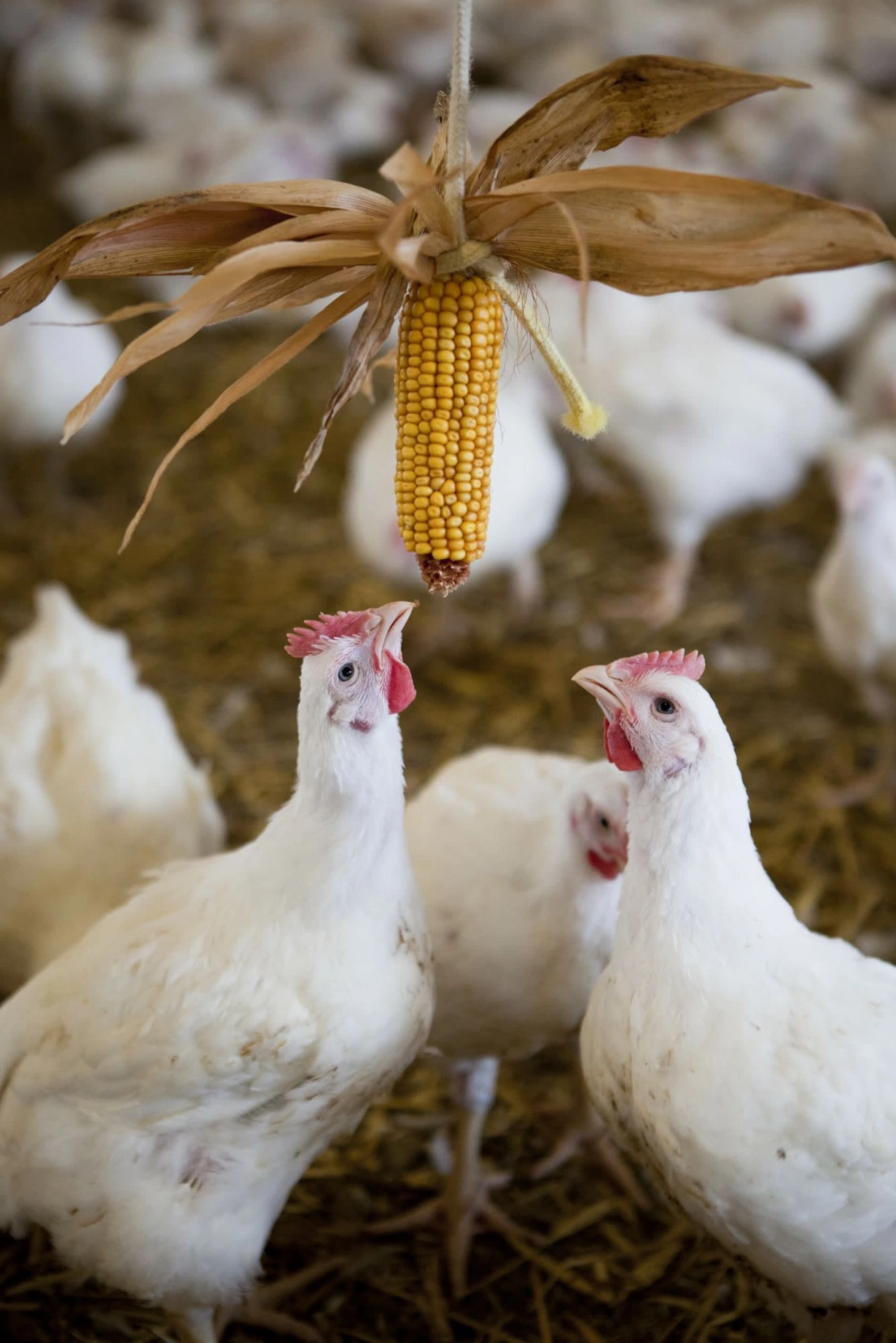 Chickens on a higher welfare farm