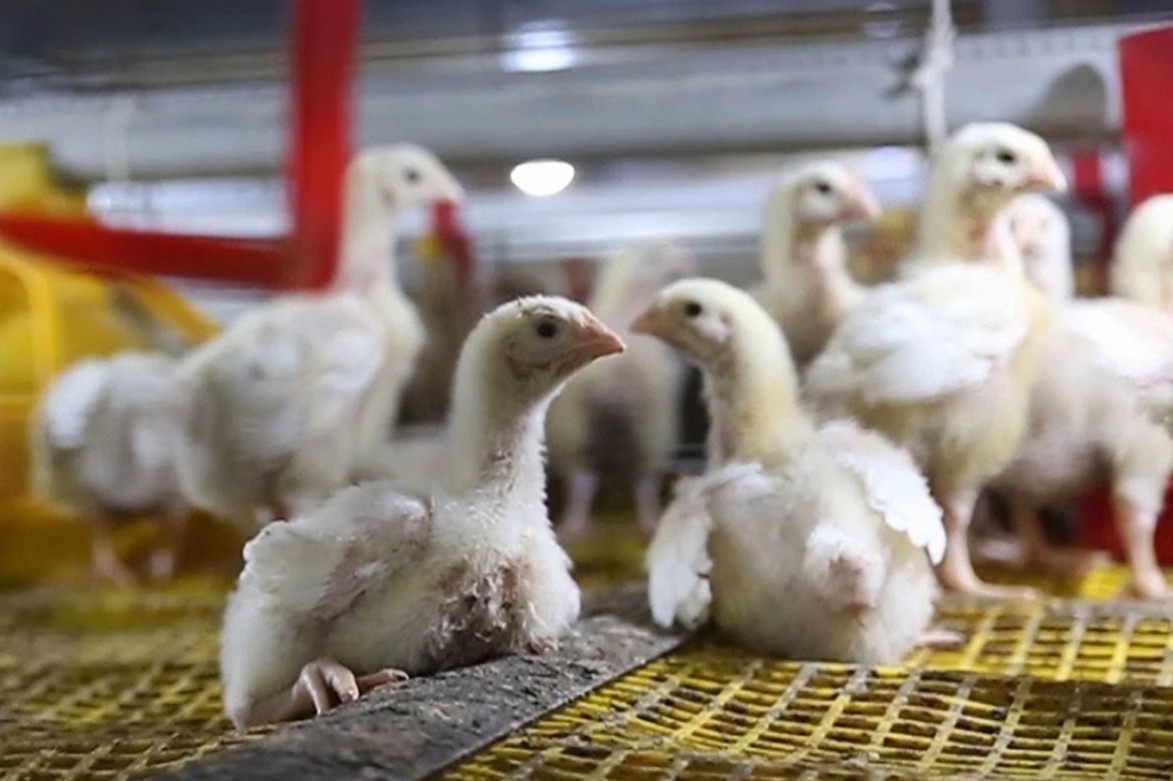 10 day old meat chickens in caged systems - World Animal Protection - Change for chickens